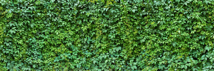 foliage plant background. hedge wall of green leaves. - 601328277