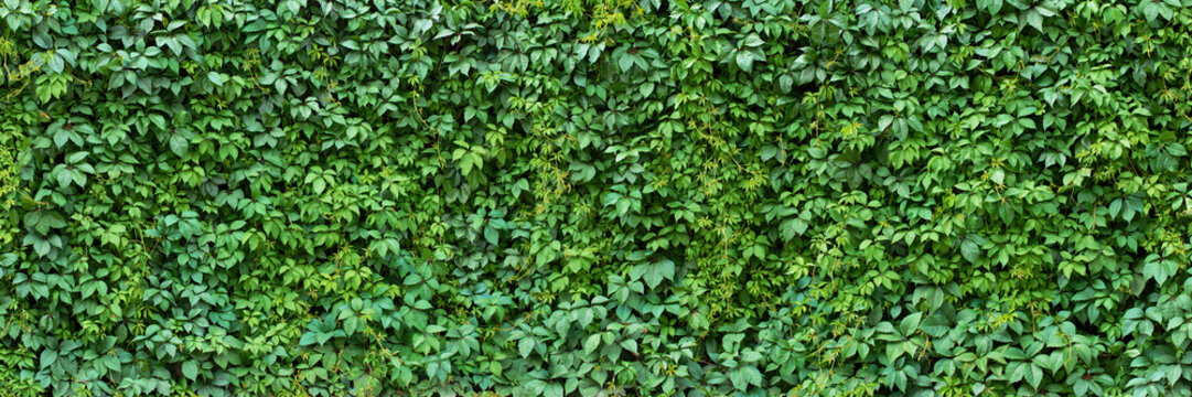 foliage plant background. hedge wall of green leaves.