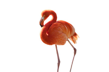 Flamingo, isolated, detached, to edit. pink red bird. Elegant plumage. Tropical bird