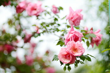 ピンクのツルバラ