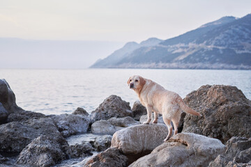 happy dog on a stone on the sea. Cute pet couple. fawn Labrador Retriever in nature.