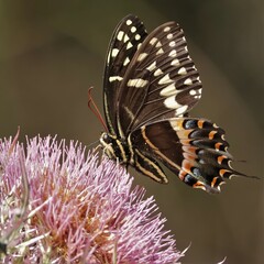 Butterfly Pollinator Nectar From Native Plants Wild Flowers