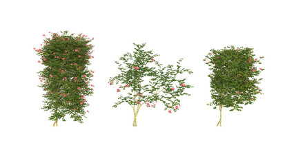 3d types of Chinese trumpet creeper trees isolated on white background. 3D Rendering © 2D