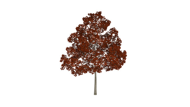 3D rendering Maple tree with bright orange autumn crown isolated on white background