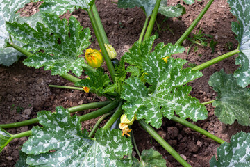 a big green zucchini bush on a vegetable garden close-up