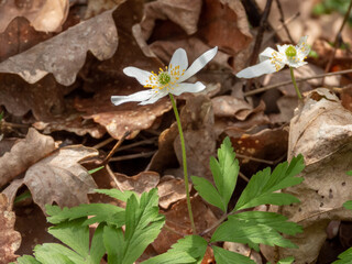 Anemone nemerosa in the forest in spring