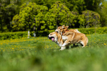 two corgi dogs running and playing with each other