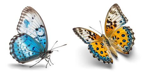 Fototapety  Two butterflies isolated on a white background