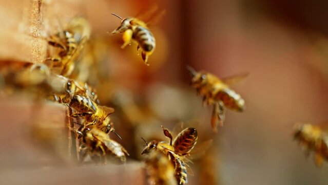 Super slow motion of bees flying in and out bee hive. Filmed on high speed cinema camera, 1000fps.