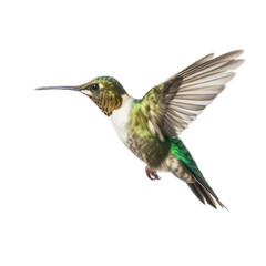 Fototapeta na wymiar hummingbird in flight isolated