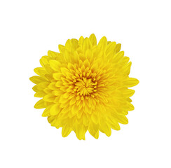 Fluffy blooming yellow chrysanthemum flower isolated on black background. Design element, cut out - obrazy, fototapety, plakaty