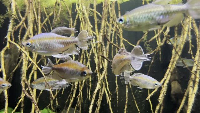 Congo tetra, bauer kongosalmer from the African collector fish swims in a school