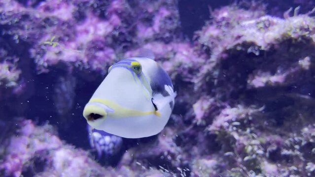 rare blackbar triggerfish of the baliste picasso with an exciting soup pattern