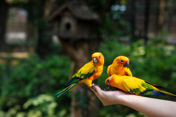 parakeet, parrot bird eating sunflower seed  on human hand