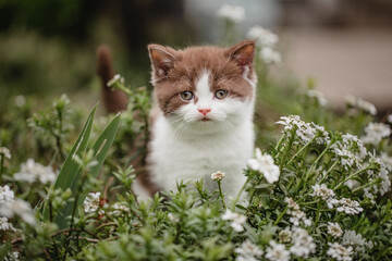 Babykatze spielt im Garten, Sommerzeit ist Urlaubszeit mit Haustier zu Hause
