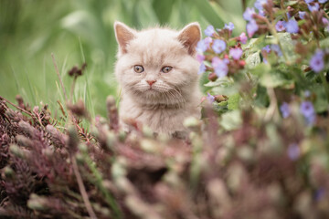 Babykatze spielt im Garten, Sommerzeit ist Urlaubszeit mit Haustier zu Hause