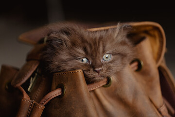 Katzenkind in Tasche
