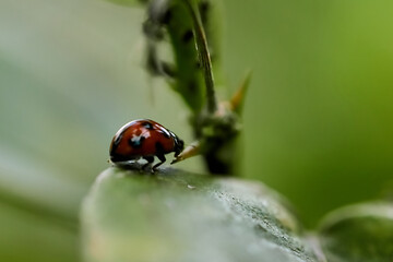 Coccinelle en balade