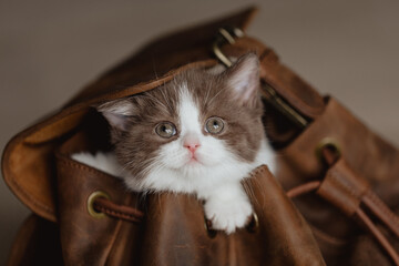 Wohnungskatze im Rucksack, Urlaub mit Katzenkind