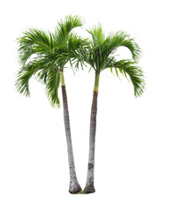 palm tree png images _ big tree images plant images _ decorated plant images _ palm tree in...