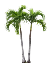 Foto op Canvas palm tree png images _ big tree images plant images _ decorated plant images _ palm tree in isolated in white background  © Prithu