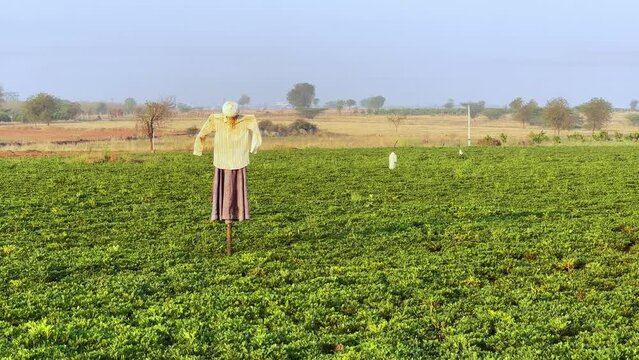 A shot of the a field cultivated with peanuts and a scarecrow put up to keep birds away