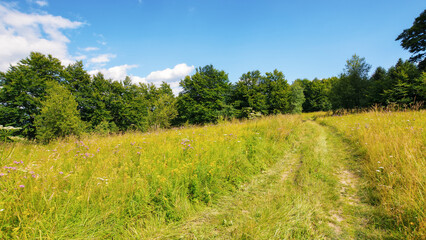 Obraz premium country road through the grassy meadow with herbs. primeval carpathian beech forest in the distance. wonderful journey in to the wilderness. warm sunny day in summer