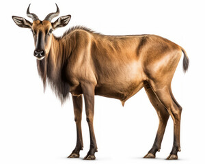 photo of hartebeest isolated on white background. Generative AI