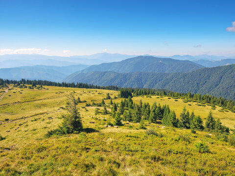 ukrainian highlands in summer. view in to the distant chornohora ridge. bright sunny weather