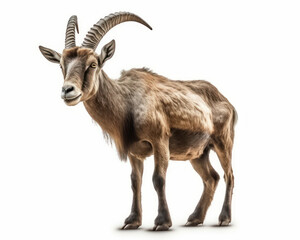 photo of ibex isolated on white background. Generative AI