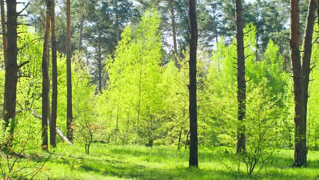 Flowers sun forest nature green branch tree sunrise sunset outdoor abstract blooming tropical star spring summer magic leaf rays beautiful