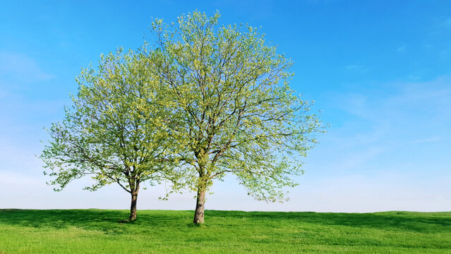 Tow trees on green field
