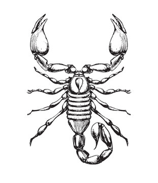 Scorpio zodiac sign, ink sketch, line tattoo, dangerous wild animal symbol, hand drawing isolated on white background. Vector illustration.