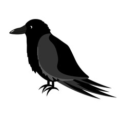 Raven isolated on white background. Black Bird. Crow. Corbie. Vector illustration. 
