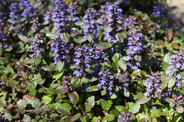 Ajuga reptans. Blue bugle flowers in spring garden.