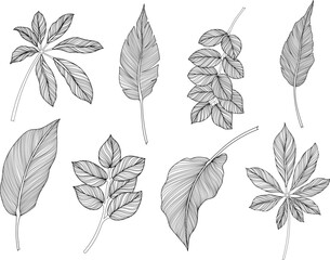 Abstract leaves isolated on white collection. Tropical leaves set. Hand drawn vintage illustration.
