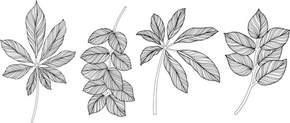 Abstract leaves isolated on white collection. Tropical leaves set. Hand drawn vintage illustration. © ARTSTOK