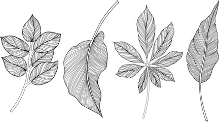 Abstract leaves isolated on white collection. Tropical leaves set. Hand drawn vintage illustration.