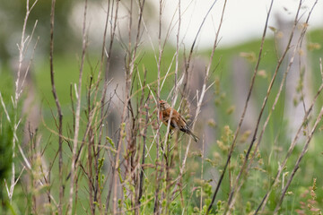 Naklejka na ściany i meble Linnet, linaria cannabina bird in the bushes