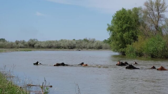 Wild horses swim across a deep river. Herd of wild horses in search of a new pasture is crossed to the other side of river.