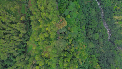 image from the top of the tree area, aerial photo