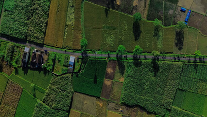 Aerial view of rice fields cut by a straight road