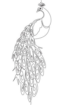 recommend clip art: The peacock is sitting isolated on white background. One line continuous bird. Line art beautiful bird peacock, outline vector illustration.