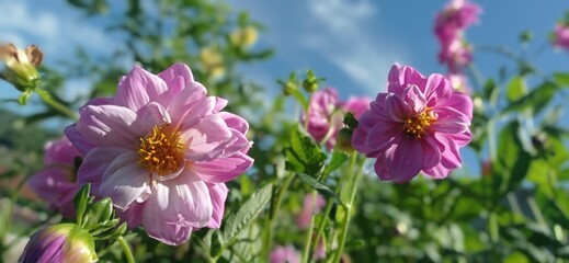 Dahlia imperialis
Dahlia Imperialis, or bell tree dahlia, is a large flowering plant, this flower is a member of the Asteraceae family, growing between 8–10 meters tall. The origin of the Dahlia Imper