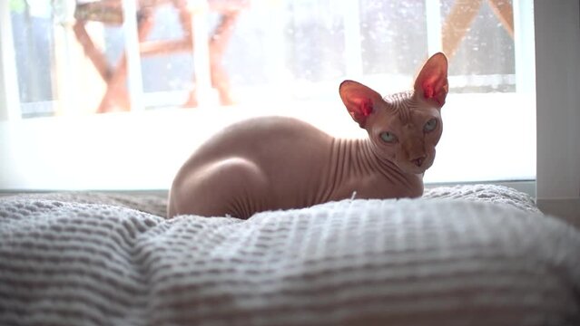 Portrait of egyptian cat hairless indoors at home. Close up view of pet