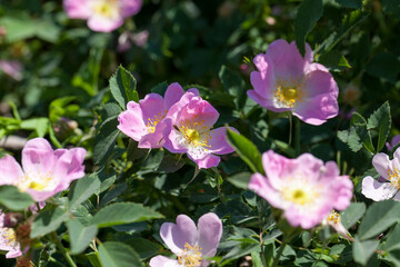 Fototapeta na wymiar pink rosehip flowers during flowering, wild rose