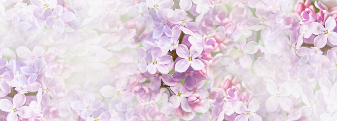 Spring background. Lilac flowers close up. Nature.