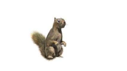 Squirrel with fluffy Fur in standing or jump pose isolated on transparent background. Closeup shot of Ground squirrel isolated on transparent background.  3d character Animal Concept.