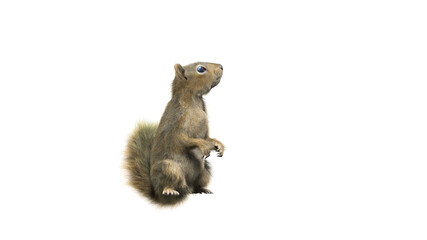 Squirrel with fluffy Fur in standing or jump pose isolated on transparent background. Closeup shot of Ground squirrel isolated on transparent background.  3d character Animal Concept. - obrazy, fototapety, plakaty