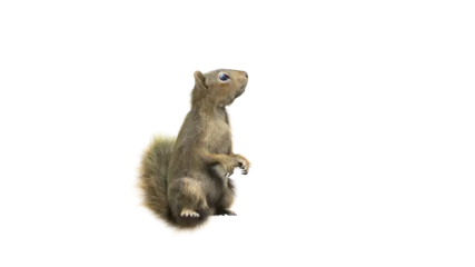 Fotobehang Squirrel with fluffy Fur in standing or jump pose isolated on transparent background. Closeup shot of Ground squirrel isolated on transparent background.  3d character Animal Concept. © suppa